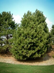 Сосна Чёрная (Pinus Nigra) купить по цене от 270.00р. в интернет-магазине «Посадика» с доставкой почтой в в Камень-на-Обие и по всей России – [изображение №1].