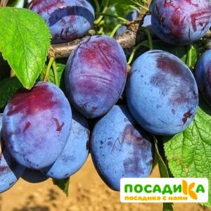 Слива Чачакская ранняя купить по цене от 229.00р. в интернет-магазине «Посадика» с доставкой почтой в в Камень-на-Обие и по всей России – [изображение №1].