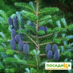 Пихта корейская (Abies koreana) купить по цене от 450.00р. в интернет-магазине «Посадика» с доставкой почтой в в Камень-на-Обие и по всей России – [изображение №1].