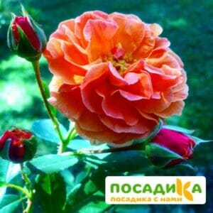 Роза Арабия купить по цене от 350.00р. в интернет-магазине «Посадика» с доставкой почтой в в Камень-на-Обие и по всей России – [изображение №1].