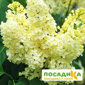 Сирень Примроуз (Primrose) купить по цене от 529.00р. в интернет-магазине «Посадика» с доставкой почтой в в Камень-на-Обие и по всей России – [изображение №1].