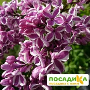 Сирень Сенсация купить по цене от 529.00р. в интернет-магазине «Посадика» с доставкой почтой в в Камень-на-Обие и по всей России – [изображение №1].