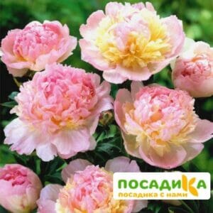 Пион Распберри Сандей (Paeonia Raspberry Sundae) купить по цене от 959р. в интернет-магазине «Посадика» с доставкой почтой в в Камень-на-Обие и по всей России – [изображение №1].