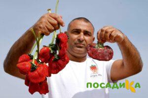 Клубника Гигант Джорнея купить по цене от 266р. в интернет-магазине «Посадика» с доставкой почтой в в Камень-на-Обие и по всей России – [изображение №1].