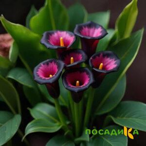 Калла Аура Лейс купить по цене от 400р. в интернет-магазине «Посадика» с доставкой почтой в в Камень-на-Обие и по всей России – [изображение №1].