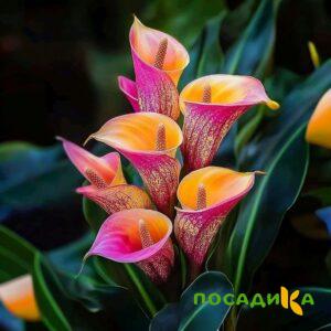 Калла Оникс купить по цене от 450р. в интернет-магазине «Посадика» с доставкой почтой в в Камень-на-Обие и по всей России – [изображение №1].