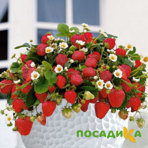 Клубника Рубиновый Шепот (горшечная) купить по цене от 240р. в интернет-магазине «Посадика» с доставкой почтой в в Камень-на-Обие и по всей России – [изображение №1].