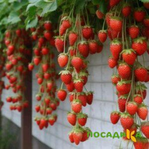Клубника вьющаяся Комплимент купить по цене от 470р. в интернет-магазине «Посадика» с доставкой почтой в в Камень-на-Обие и по всей России – [изображение №1].