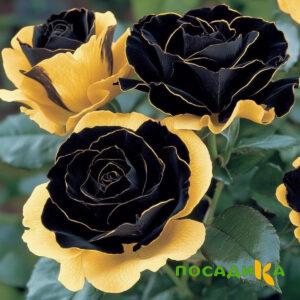 Роза Ханни Сикл купить по цене от 700р. в интернет-магазине «Посадика» с доставкой почтой в в Камень-на-Обие и по всей России – [изображение №1].