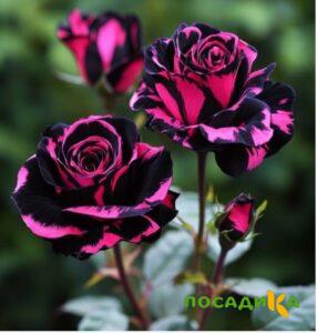 Роза Багровый Шепот купить по цене от 366р. в интернет-магазине «Посадика» с доставкой почтой в в Камень-на-Обие и по всей России – [изображение №1].