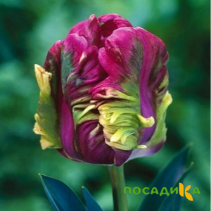 Тюльпан Экзотик Хэвен купить по цене от 186р. в интернет-магазине «Посадика» с доставкой почтой в в Камень-на-Обие и по всей России – [изображение №1].